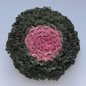 ORNAMENTAL KALE - KAMOME PINK 4IN
