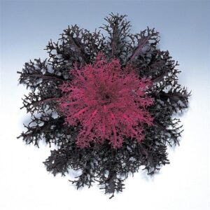 ORNAMENTAL KALE - PEACOCK RED 4IN