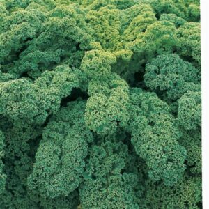 ORNAMENTAL KALE - WINTER BOR 4IN