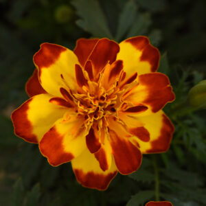 MARIGOLD - FLAMENCO YELLOW RED EDGE