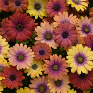 OSTEOSPERMUM - AKILA HAWAII SUNSET MIX
