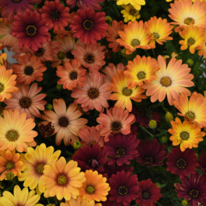 OSTEOSPERMUM - SUNSET SHADES