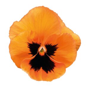 PANSY - INSPIRE ORANGE BLOTCH