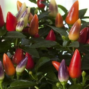 ORNAMENTAL PEPPER - ACAPULCO XP MULTICOLOR