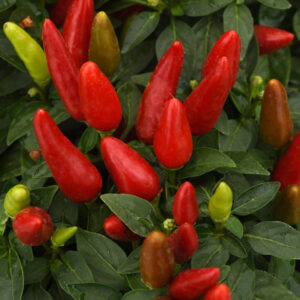 ORNAMENTAL PEPPER - ACAPULCO XP RED