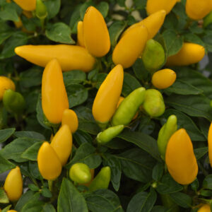 ORNAMENTAL PEPPER - ACAPULCO XP YELLOW