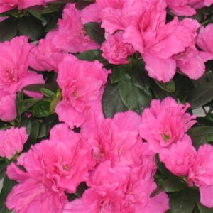 AZALEA - HOT PINK
