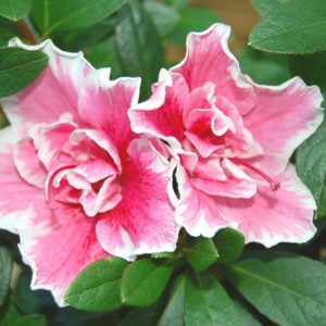 AZALEA - PINK & WHITE VARIEGATED