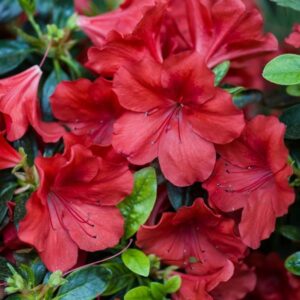 AZALEA - RED