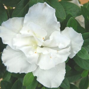 AZALEA - WHITE