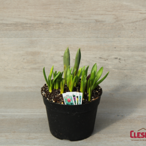 BULB GARDEN - ASSORTED 6IN