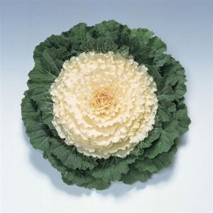 ORNAMENTAL CABBAGE - PIGEON WHITE 6IN