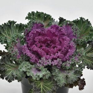 ORNAMENTAL KALE - NAGOYA RED 6IN