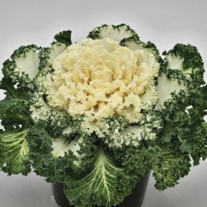ORNAMENTAL KALE - NAGOYA WHITE 6IN