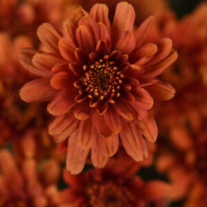 GARDEN MUM - AXIOS ORANGE 8IN