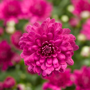 GARDEN MUM - DANIELLE PURPLE 8IN