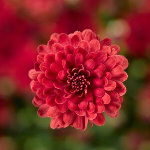GARDEN MUM - DANIELLE RED 8IN