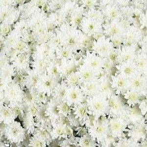 GARDEN MUM - FAIR WHITE 8IN
