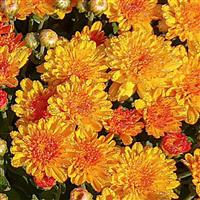 GARDEN MUM - HOT SUGAR GOLD 8IN