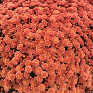 GARDEN MUM - JASODA ORANGE 4IN