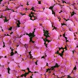 GARDEN MUM - JASODA PURPLE 4IN