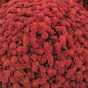 GARDEN MUM - JASODA RED 4IN