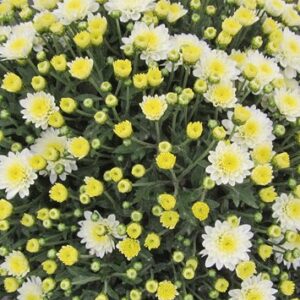 GARDEN MUM - JASODA WHITE 4IN