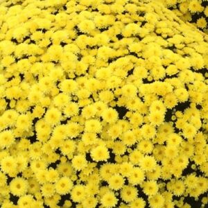 GARDEN MUM - JASODA YELLOW 4IN