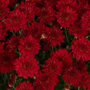 GARDEN MUM - JOSEPHINE RED 8IN