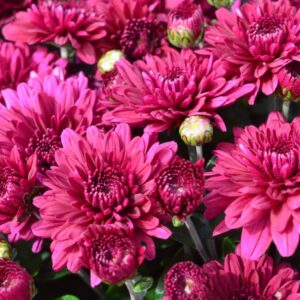 GARDEN MUM - PLUMBERRY PURPLE 8IN