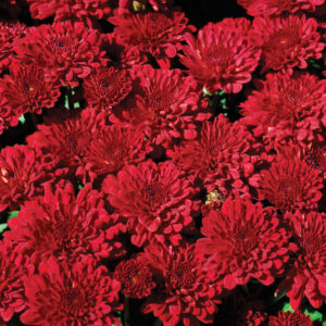 GARDEN MUM - RED RYDER 8IN