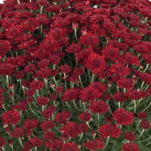 GARDEN MUM - SELENA RED 8IN