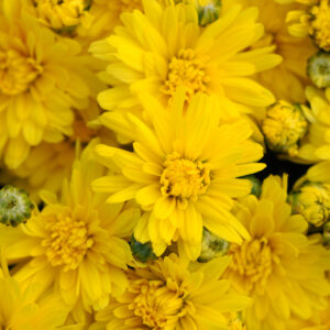 GARDEN MUM - STELLAR YELLOW 8IN