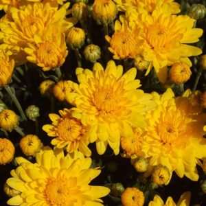 GARDEN MUM - SUNDANCE YELLOW 8IN