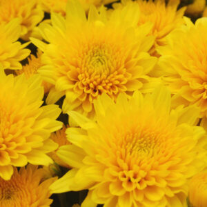 GARDEN MUM - YELLOW TANG 8IN