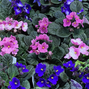 AFRICAN VIOLETS