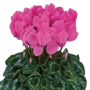CYCLAMEN - DARK PINK 4IN