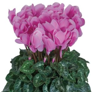 CYCLAMEN - LAVENDER 4IN