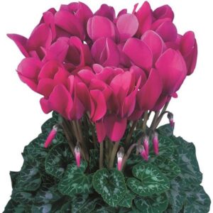 CYCLAMEN - PURPLE 4IN