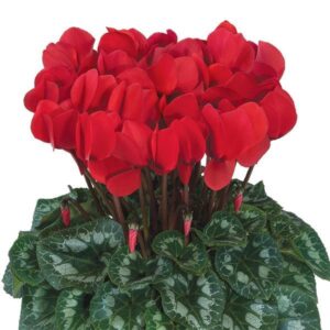 CYCLAMEN - RED 4IN