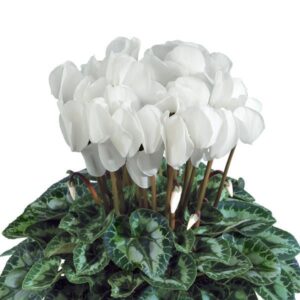 CYCLAMEN - WHITE 4IN