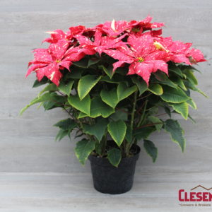 POINSETTIA - RED GLITTER 10IN 4BRANCH