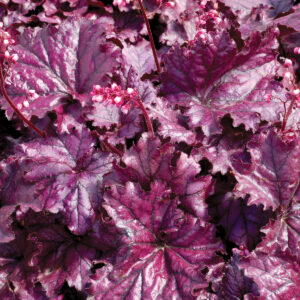 HEUCHERA - FOREVER PURPLE