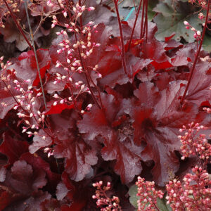HEUCHERA - FOREVER RED
