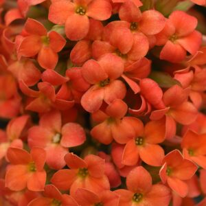 KALANCHOE - ORANGE 6IN