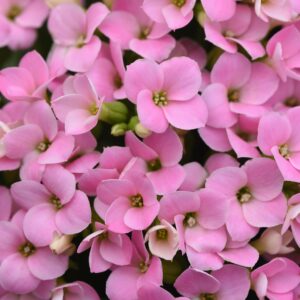 KALANCHOE - PINK 4IN