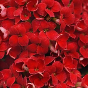 KALANCHOE - RED 6IN