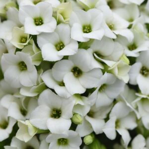 KALANCHOE - WHITE 4IN