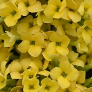 KALANCHOE - YELLOW 4IN
