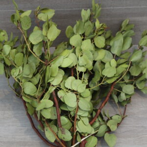 MANZANITA GREEN 24IN